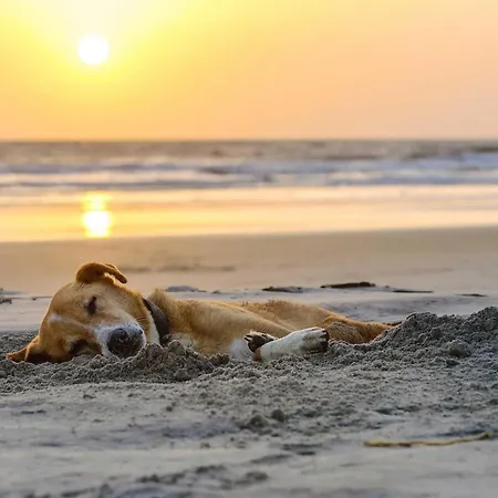 公寓 Strandnixe 5 Sterne Mit Eckbalkon Und Traumhaften Blick *
